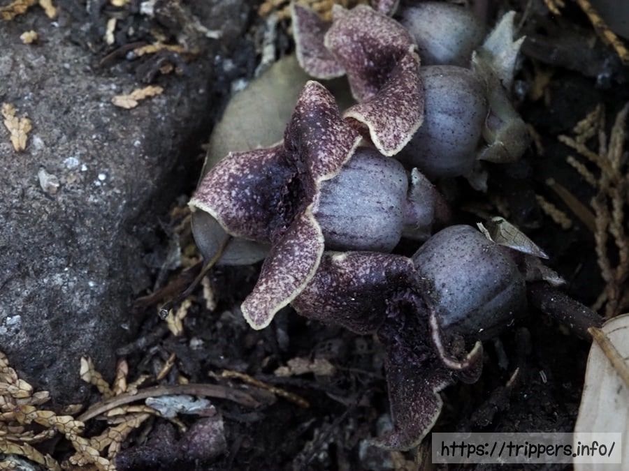 カギガタアオイ