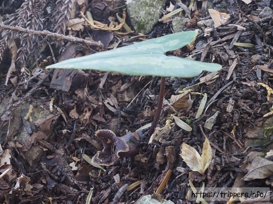 カギガタアオイ