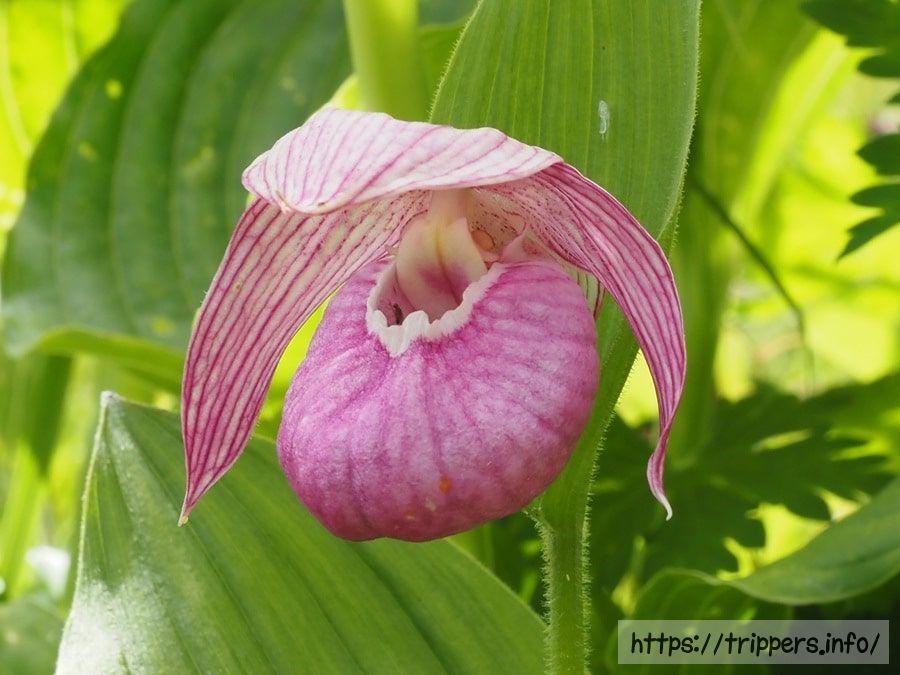 アツモリソウの花