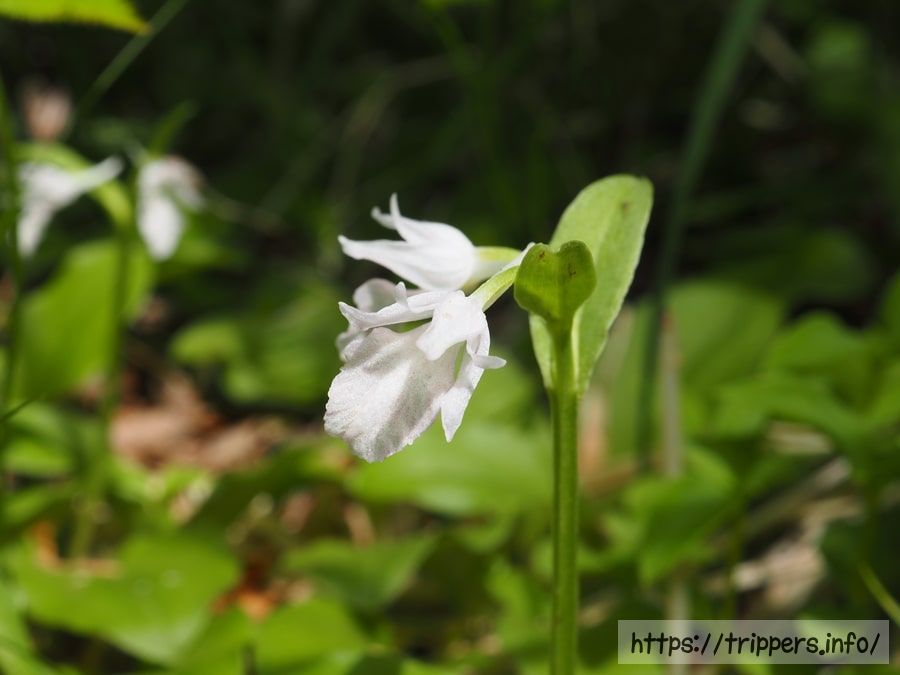 白花のカモメラン