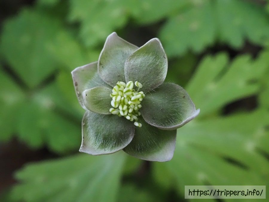 ミドリニリンソウの花