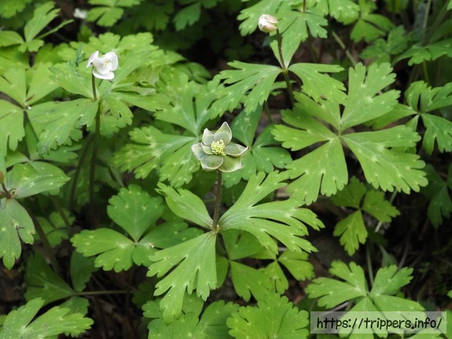 ミドリニリンソウ