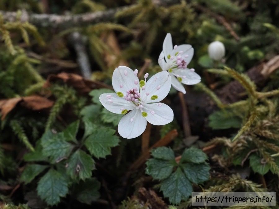バイカオウレン