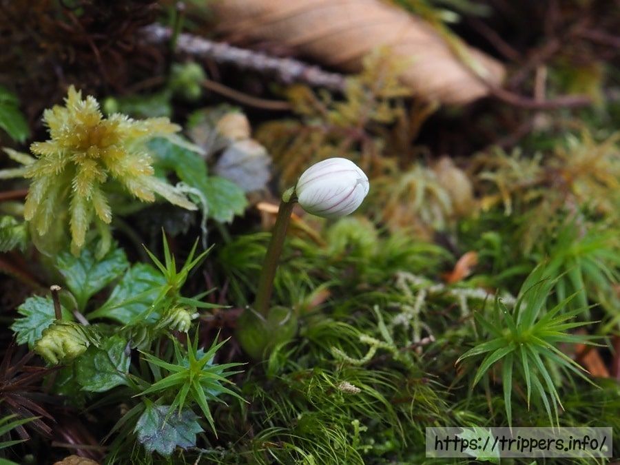 バイカオウレンの蕾