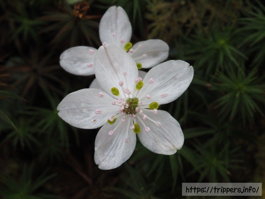 バイカオウレンの花