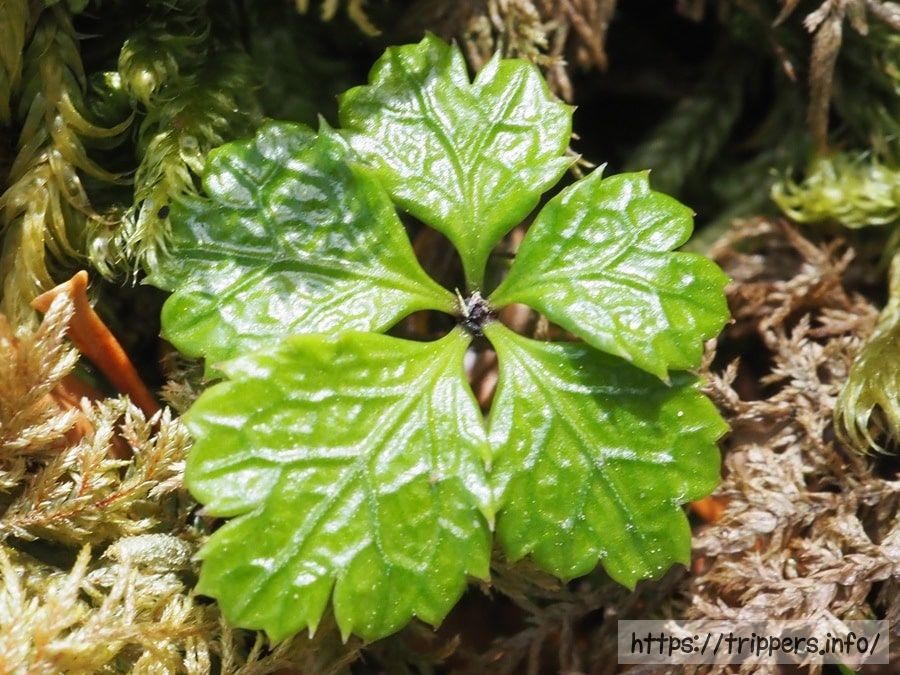 バイカオウレンの葉