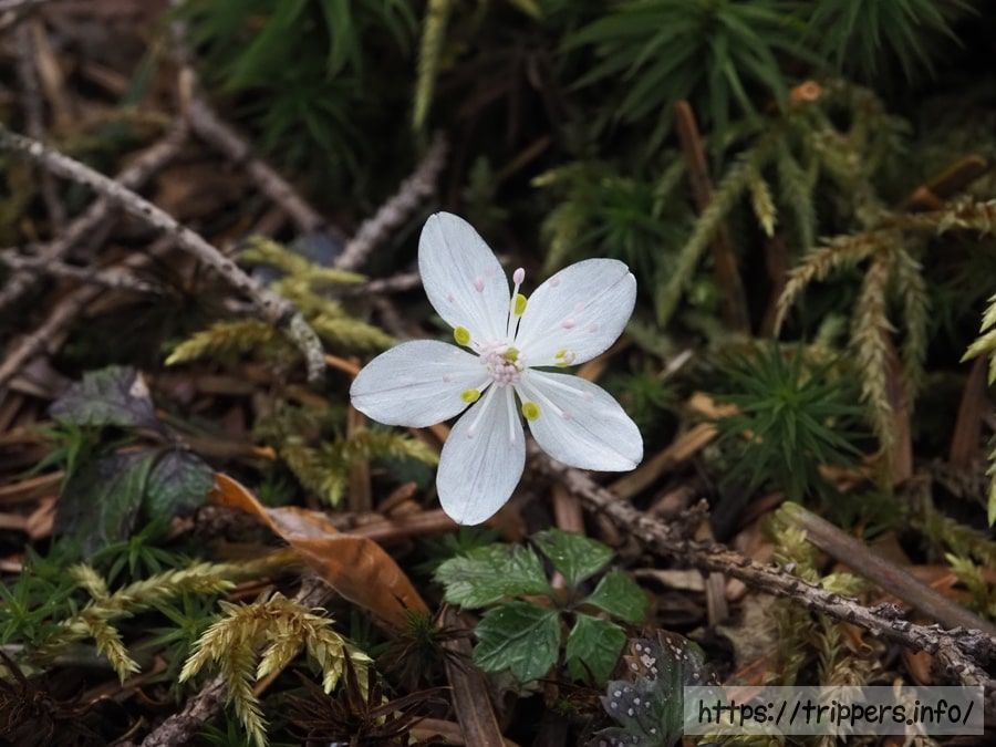 バイカオウレン