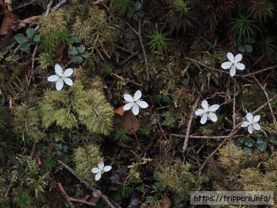 バイカオウレンの群生地