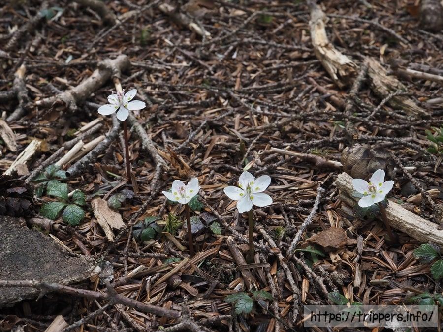 バイカオウレンの群生地