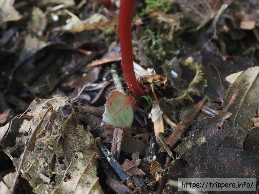 ムヨウイチヤクソウの葉