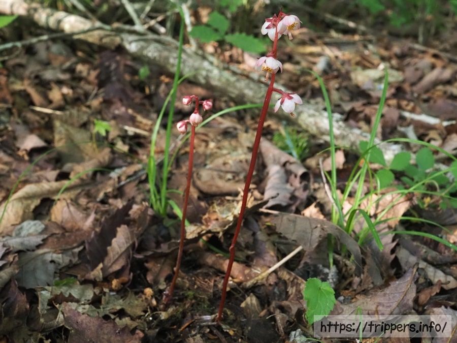 ムヨウイチヤクソウ