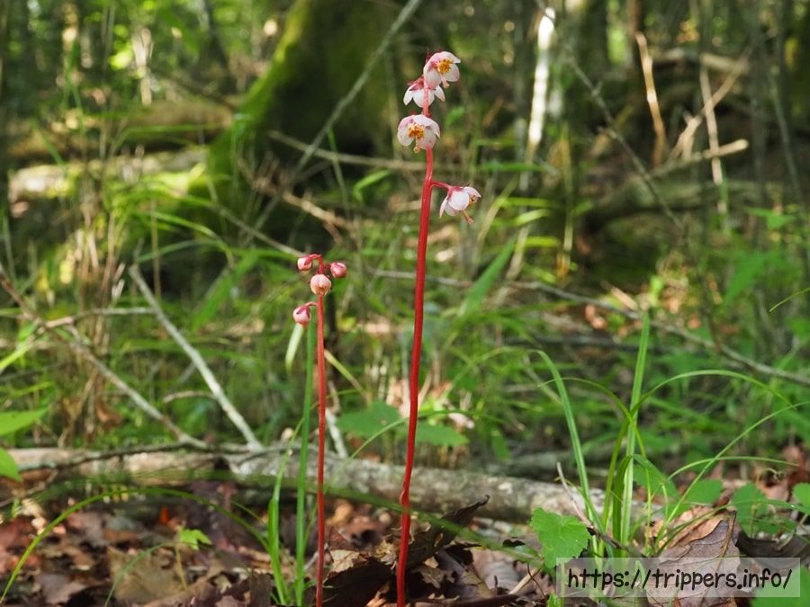 ムヨウイチヤクソウ