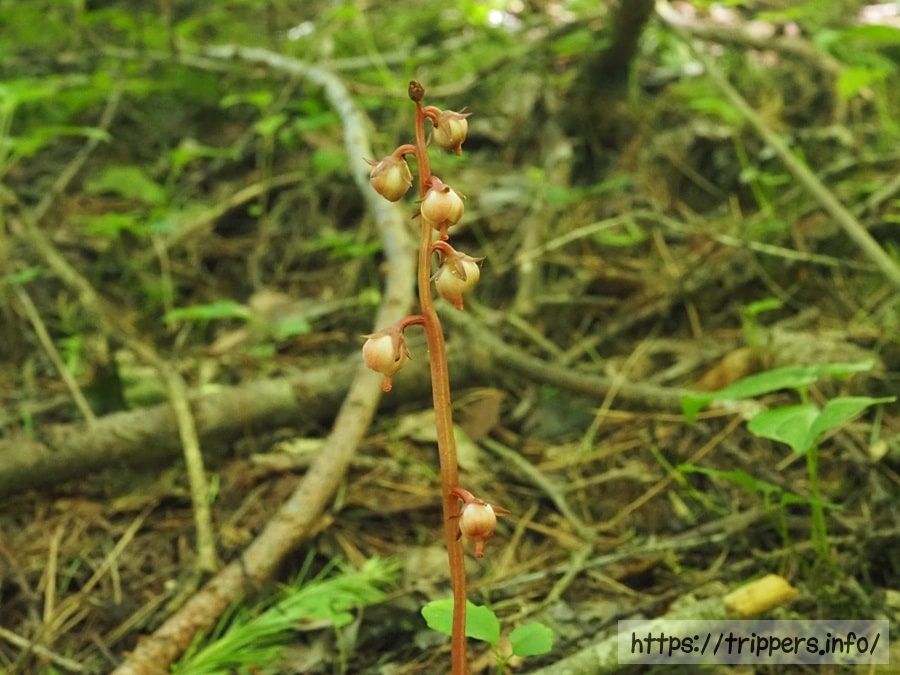 ムヨウイチヤクソウの蕾
