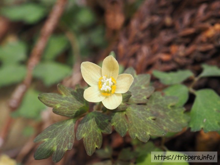 トウゴクサバノオ