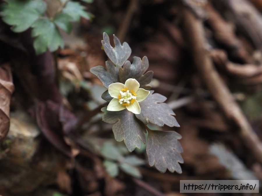 トウゴクサバノオの花 class=