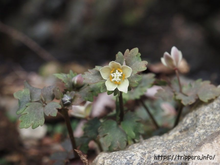 丹沢に自生するトウゴクサバノオ
