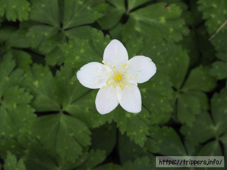 ニリンソウの花