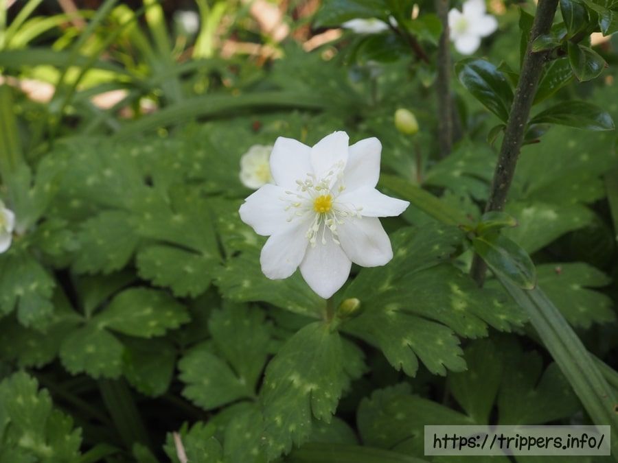 ニリンソウの花