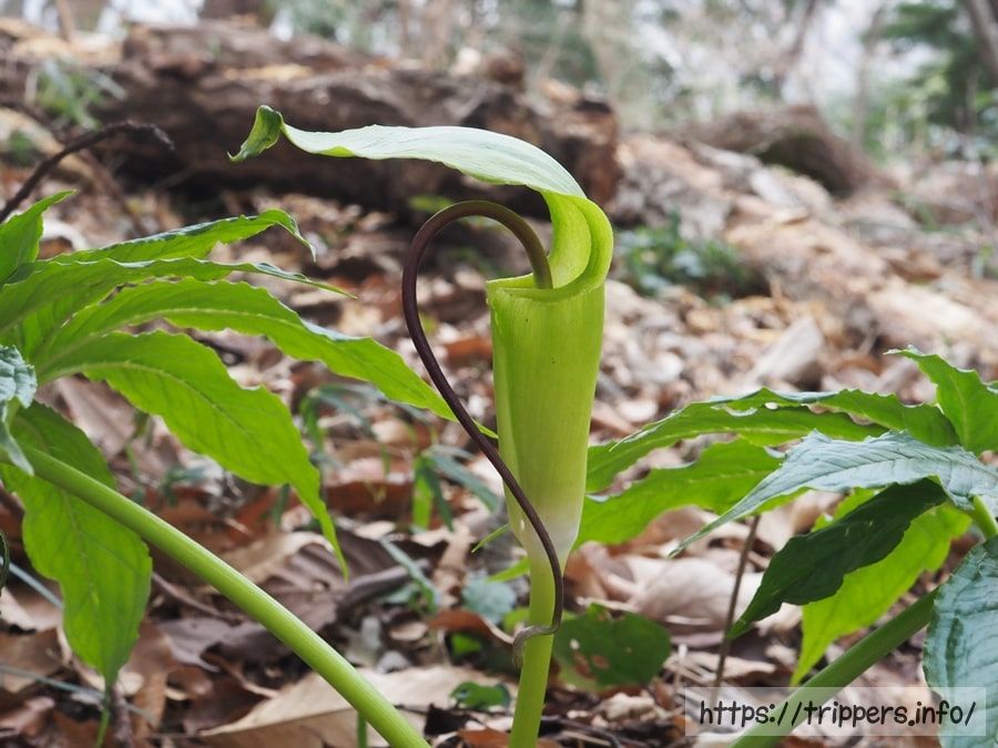 シマテンナンショウ