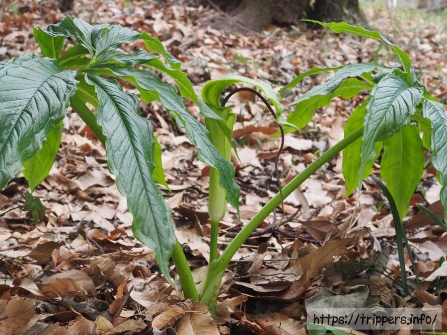 シマテンナンショウ