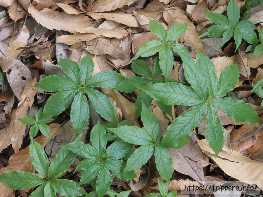 シマテンナンショウの葉