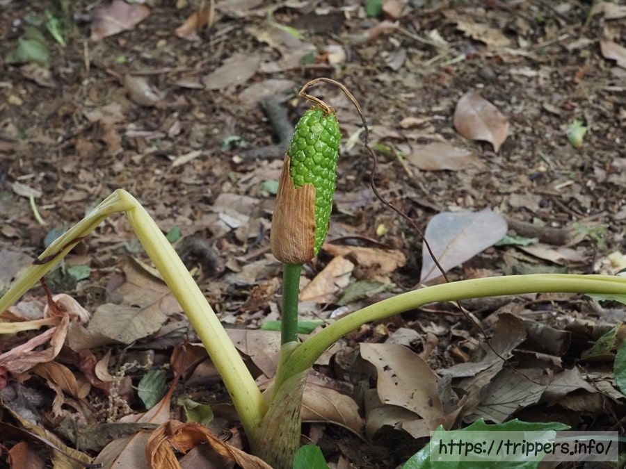 シマテンナンショウの実
