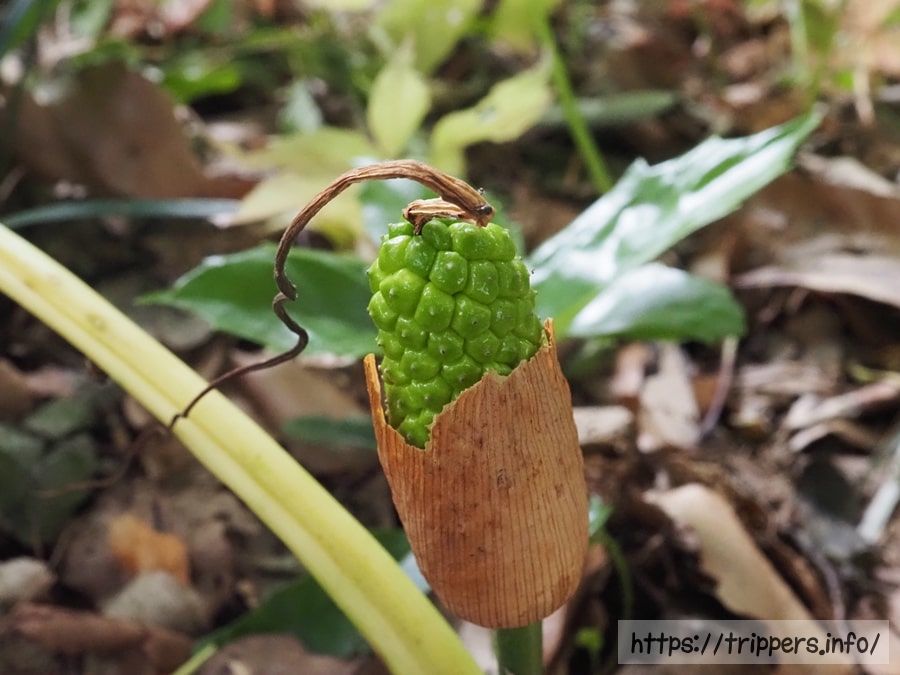 シマテンナンショウ