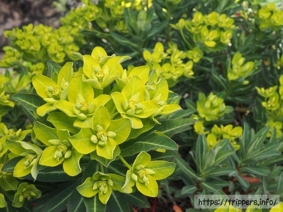 イワタイゲキの群生