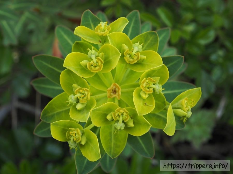 イワタイゲキの花