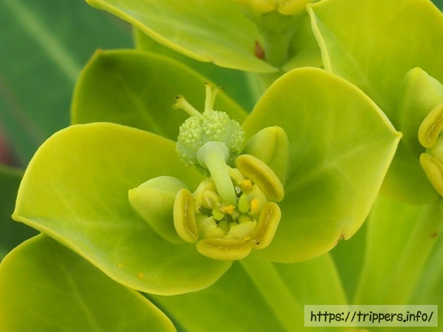 イワタイゲキの杯状花序