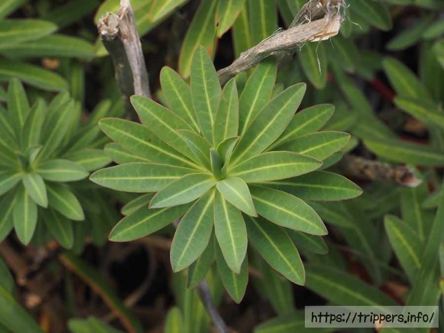 イワタイゲキの葉