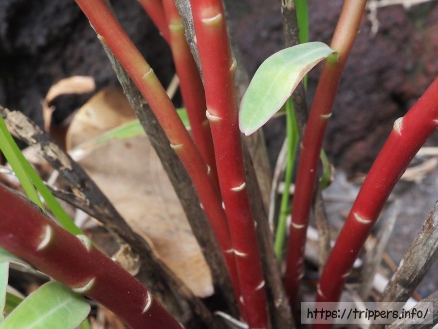 イワタイゲキの茎