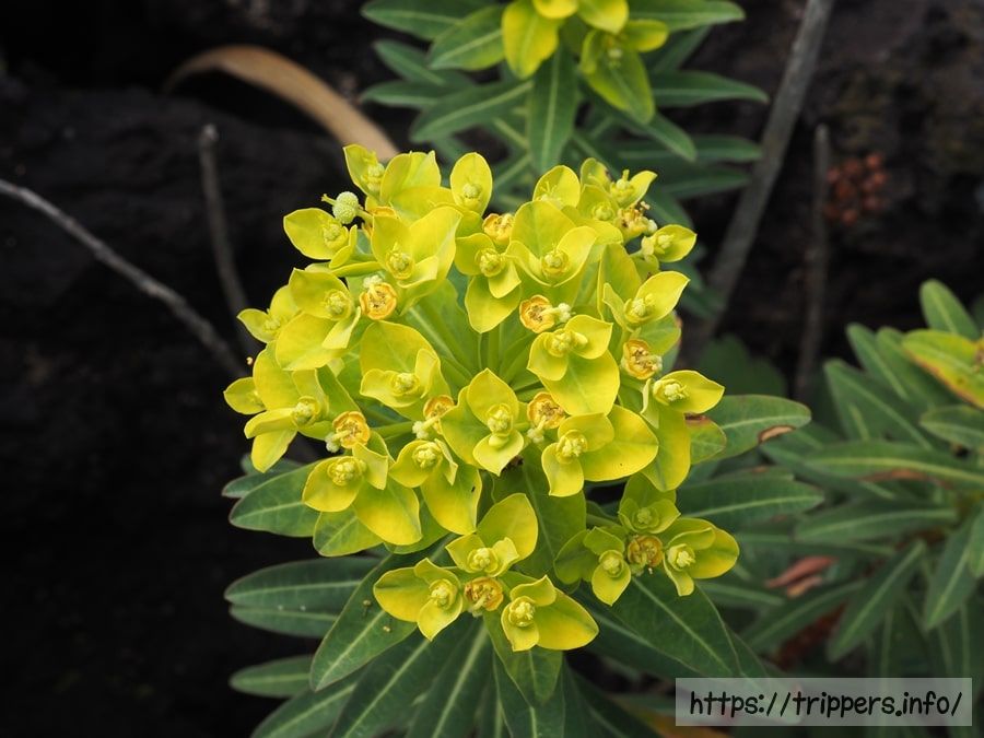 イワタイゲキの花