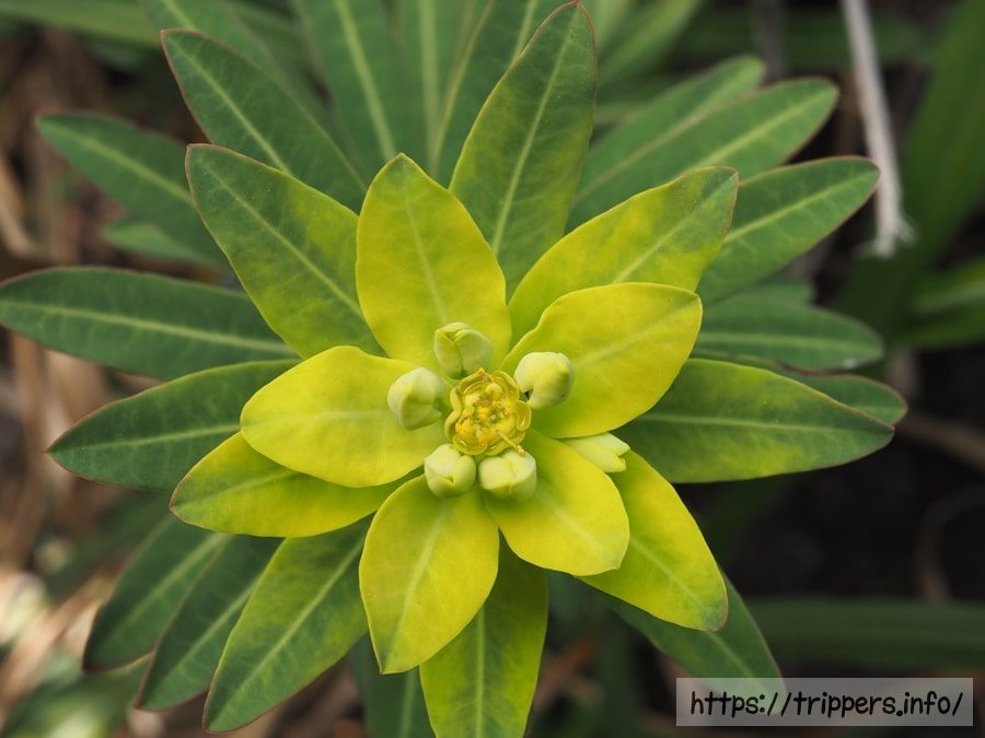イワタイゲキの花