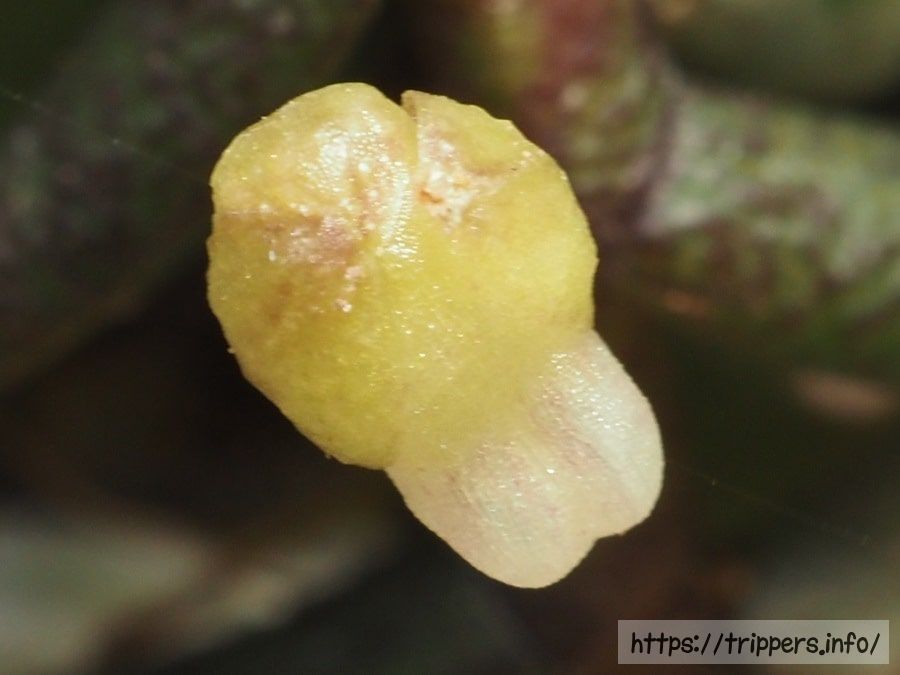 ムカデランの蕾