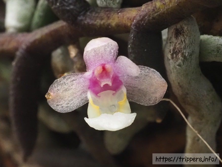 ムカデランの花