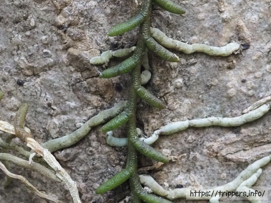 ムカデランの葉と気根