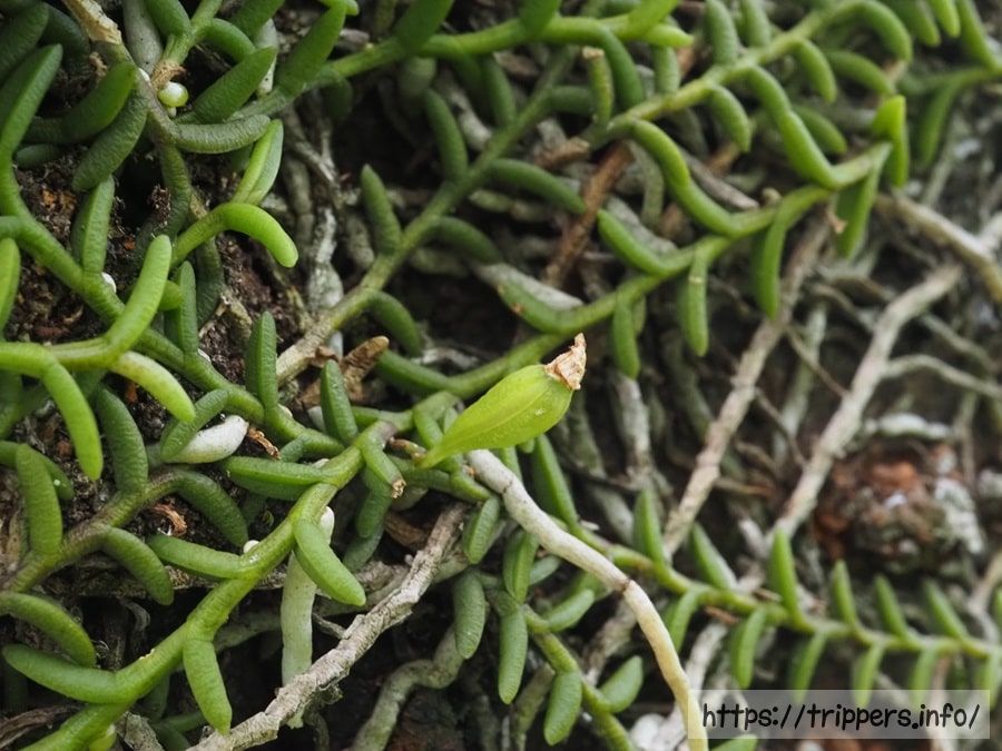 ムカデランの種子