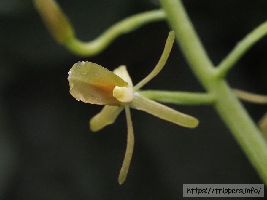 キノエササラン