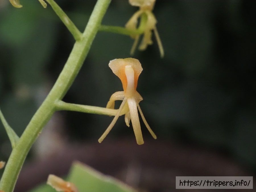 キノエササランの花