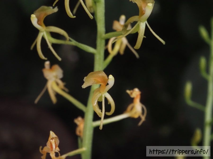 キノエササランの花