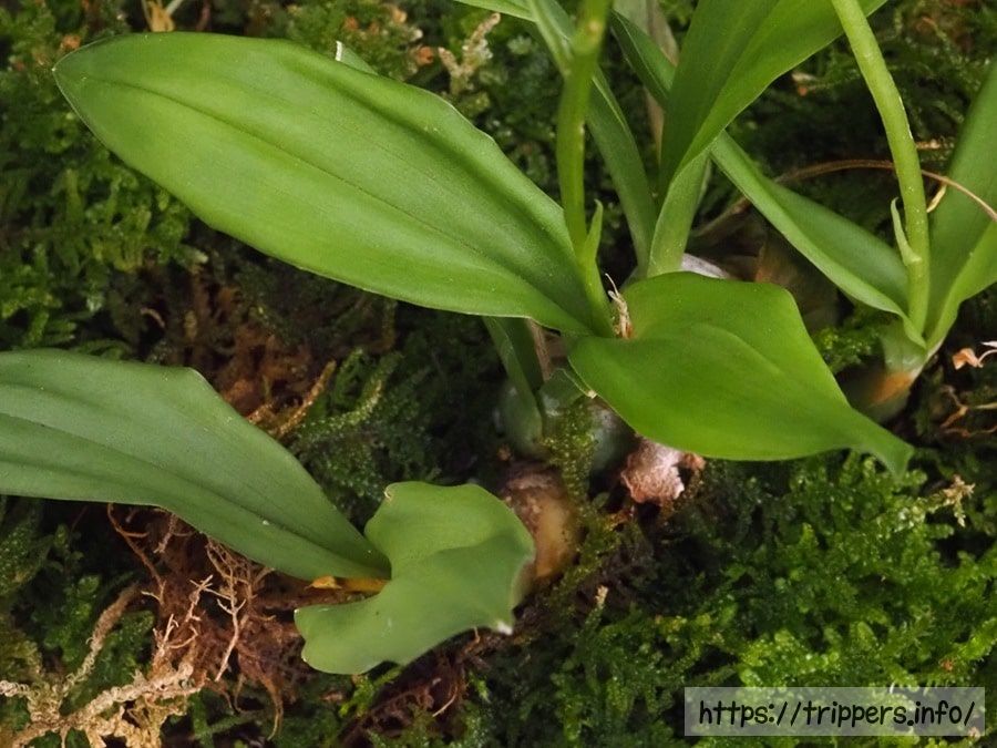 キノエササランの葉