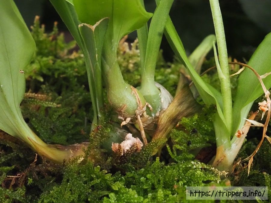 キノエササランの偽鱗茎(バルブ)
