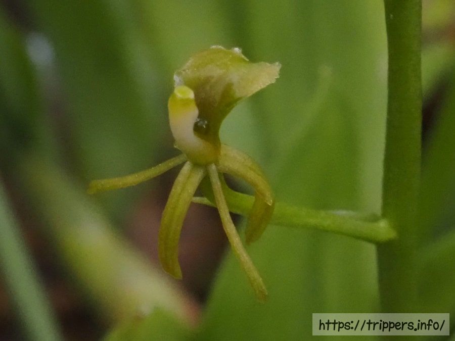 キノエササランの花