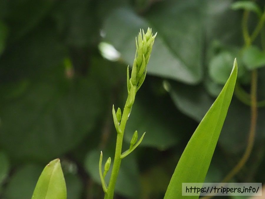 キノエササランの蕾