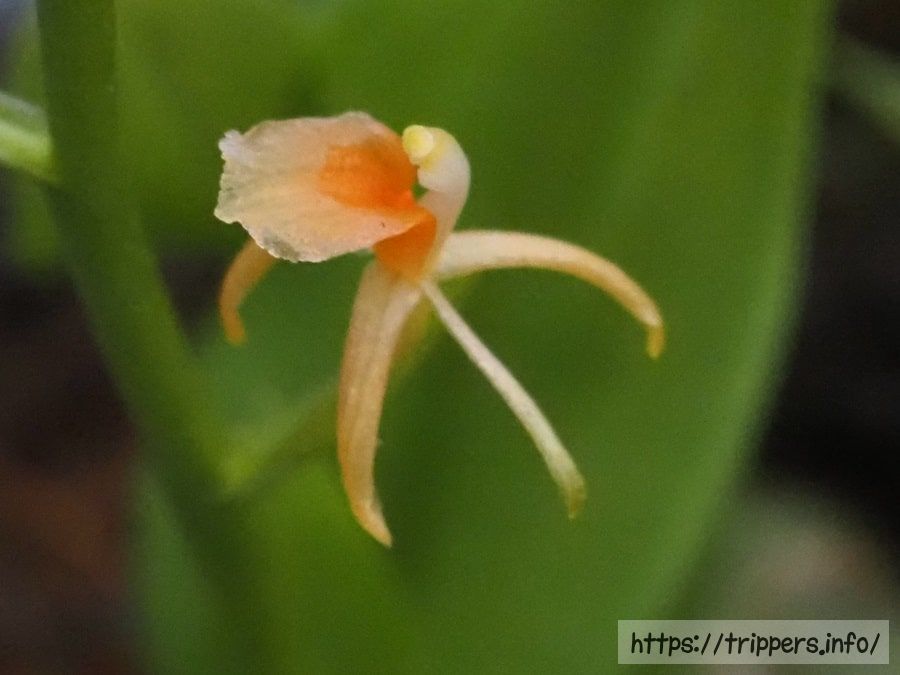 キノエササランの花