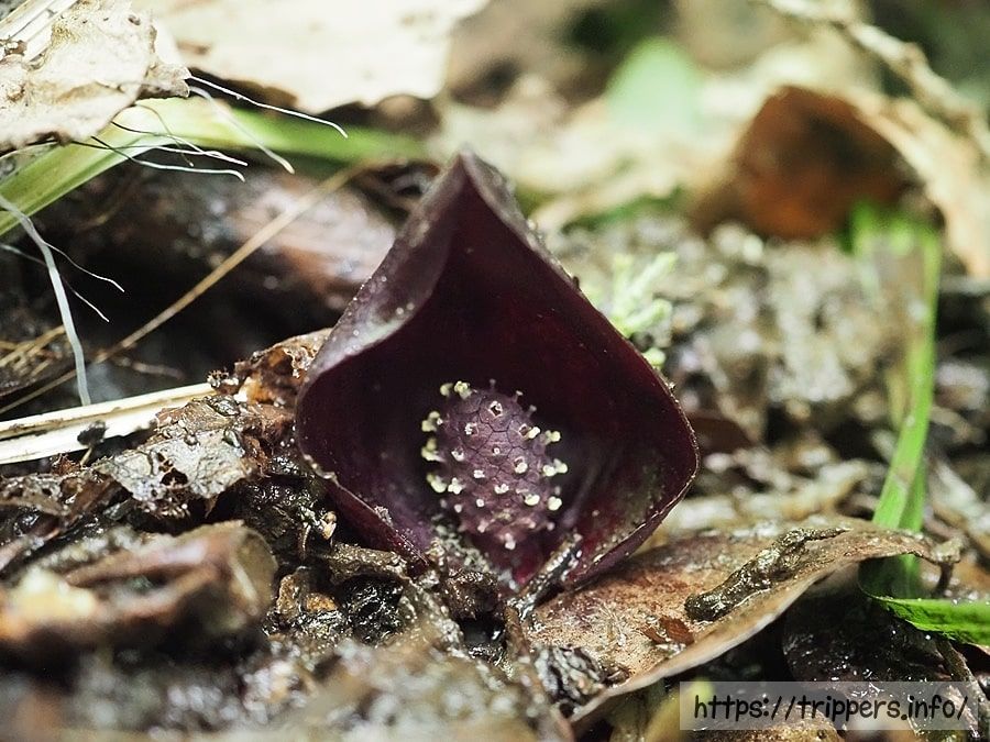 ヒメザゼンソウ