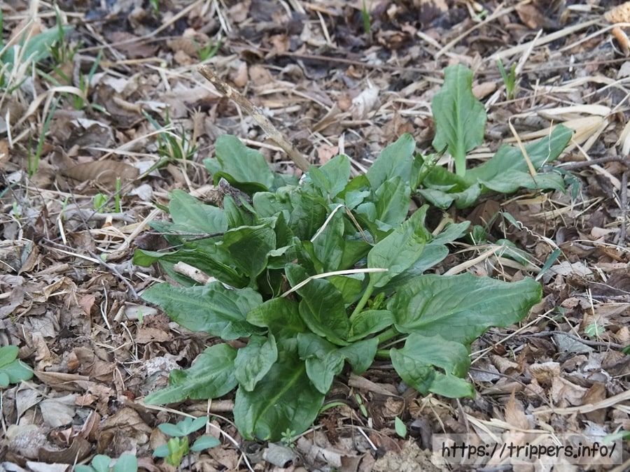 ヒメザゼンソウの葉