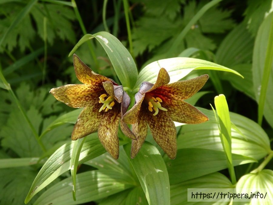 ミヤマクロユリ