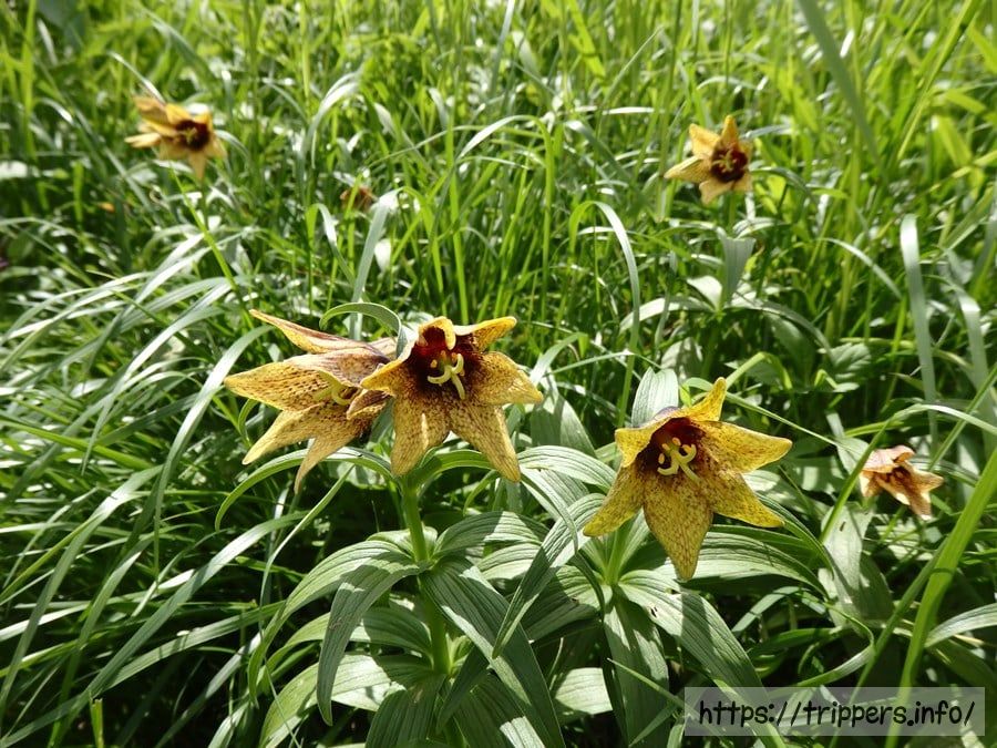 ミヤマクロユリ